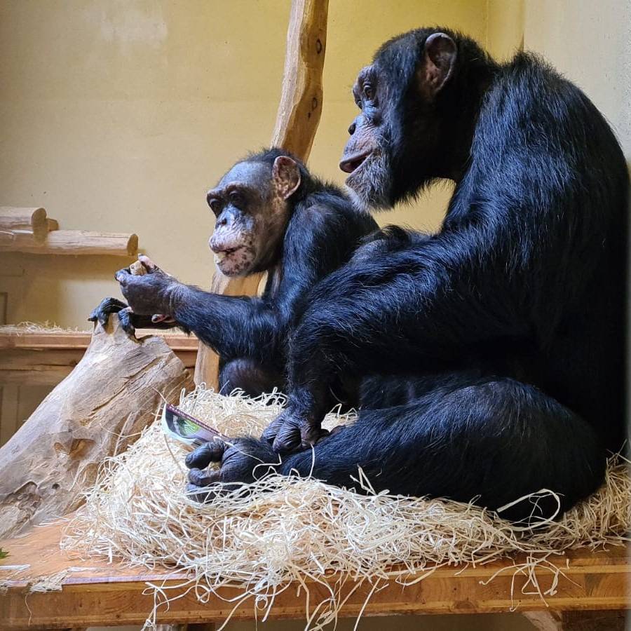 Zoo-Krefeld-Schimpansen-erfolgreich-zusammengef-hrt