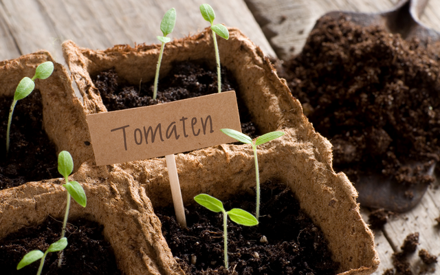 Gartenarbeit im Frühling: Tomatenpflanzen vorziehen