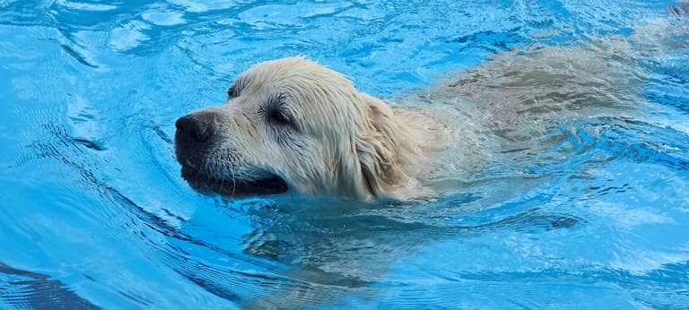 Hundeschwimmen im Badezentrum Bockum