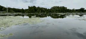 Nettetal: Möglicherweise Blaualgen in den Seen