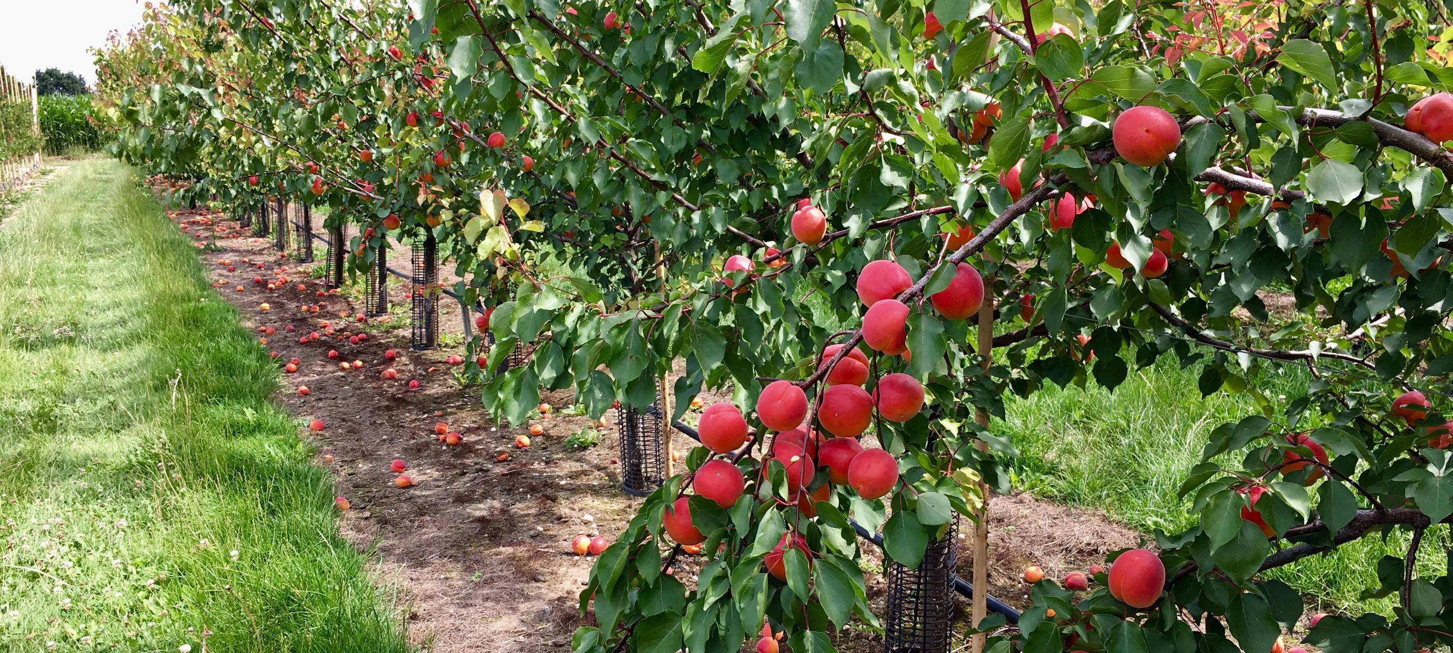 Aprikosenanbau in Tönisvorst