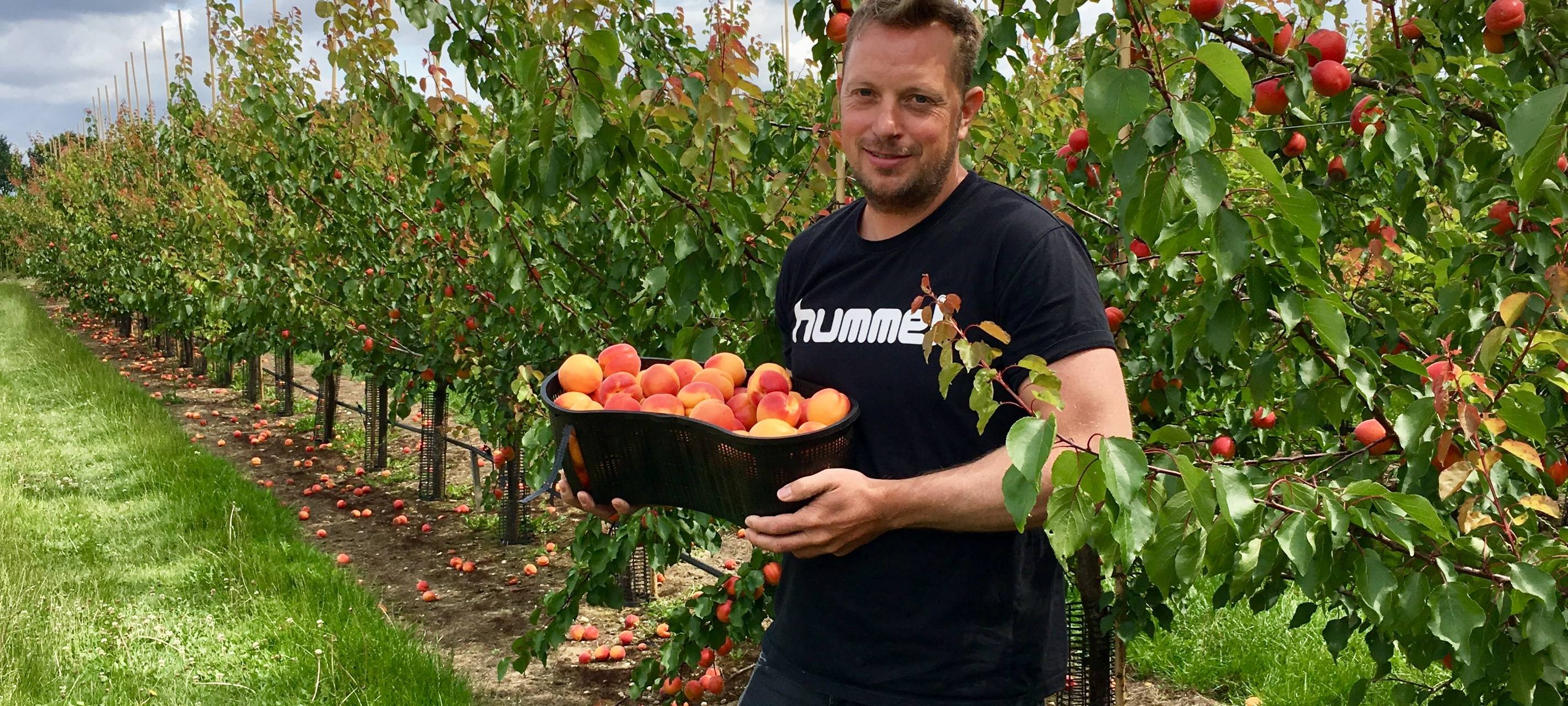 Aprikosenanbau in Tönisvorst