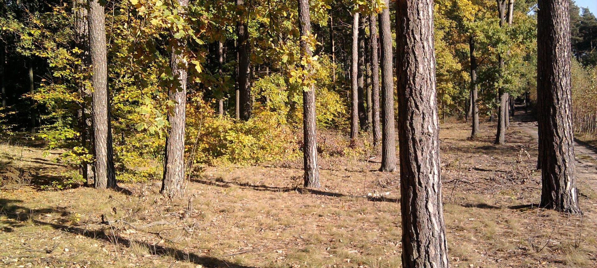 Kranke Bäume in Viersen