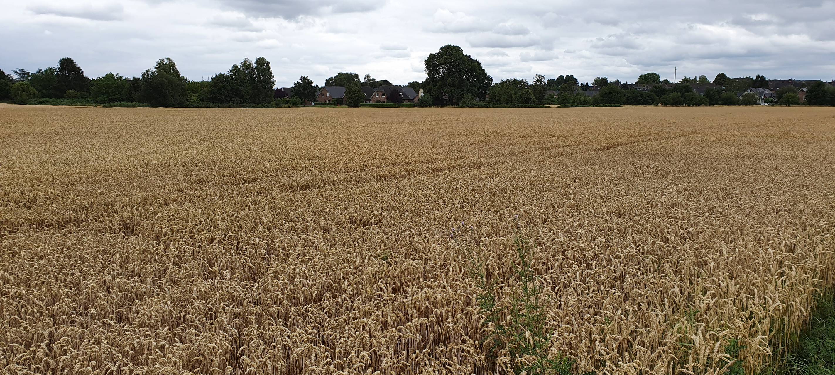 Gute Getreideernte