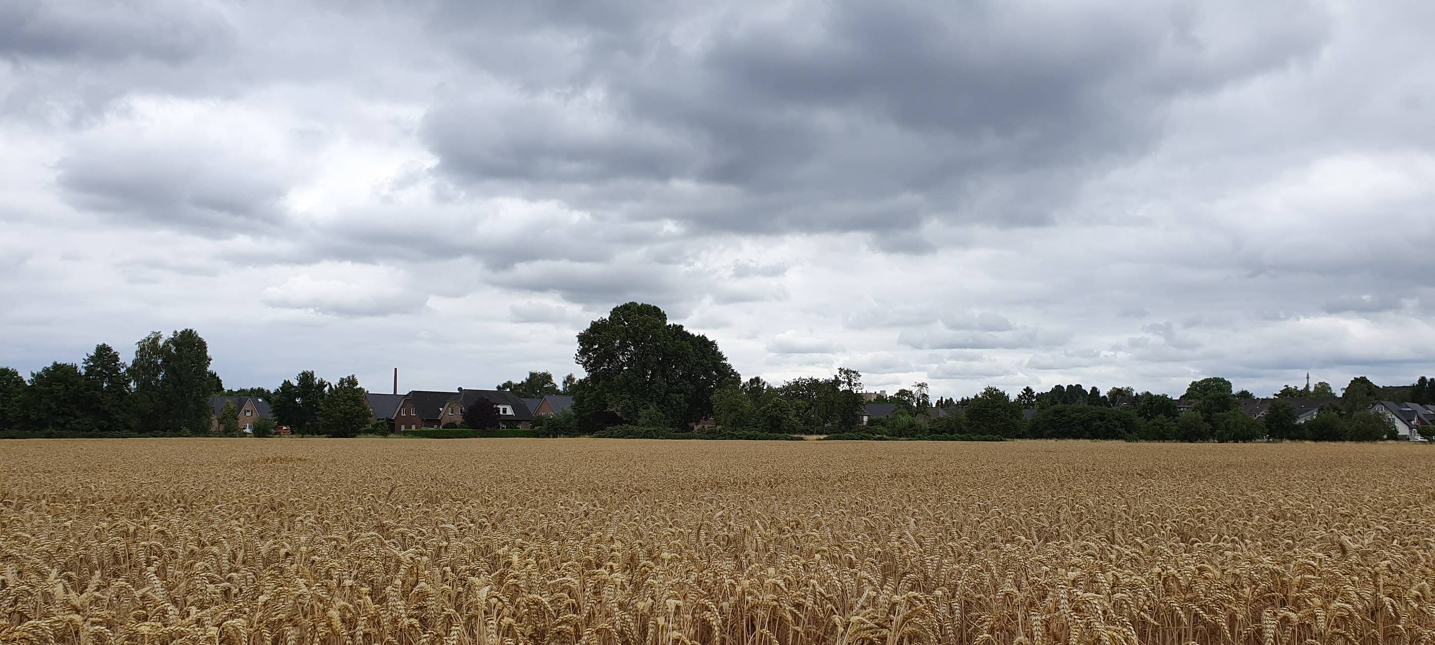 Kaum Unwetterschäden in der Landwirtschaft