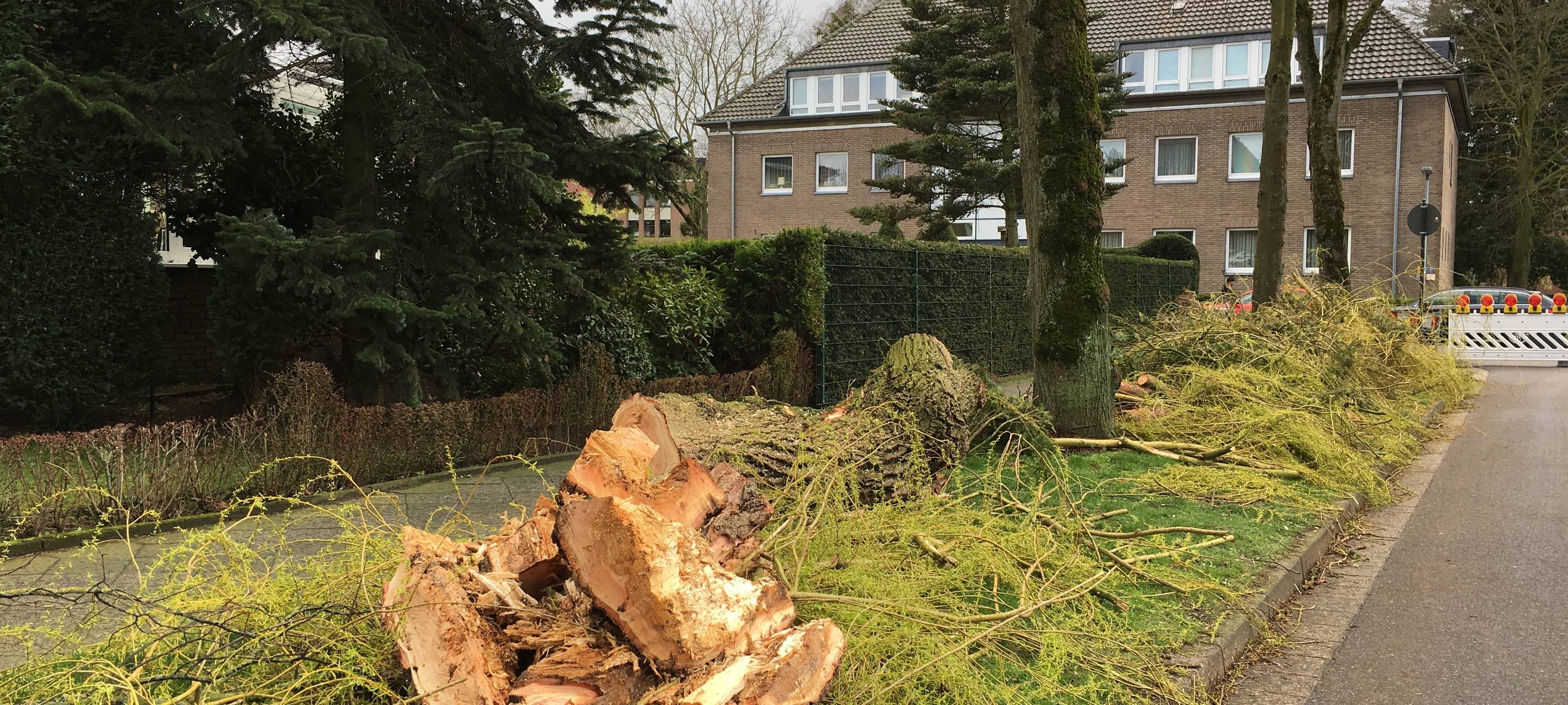 Stadtförster rechnet mit vielen toten Bäumen
