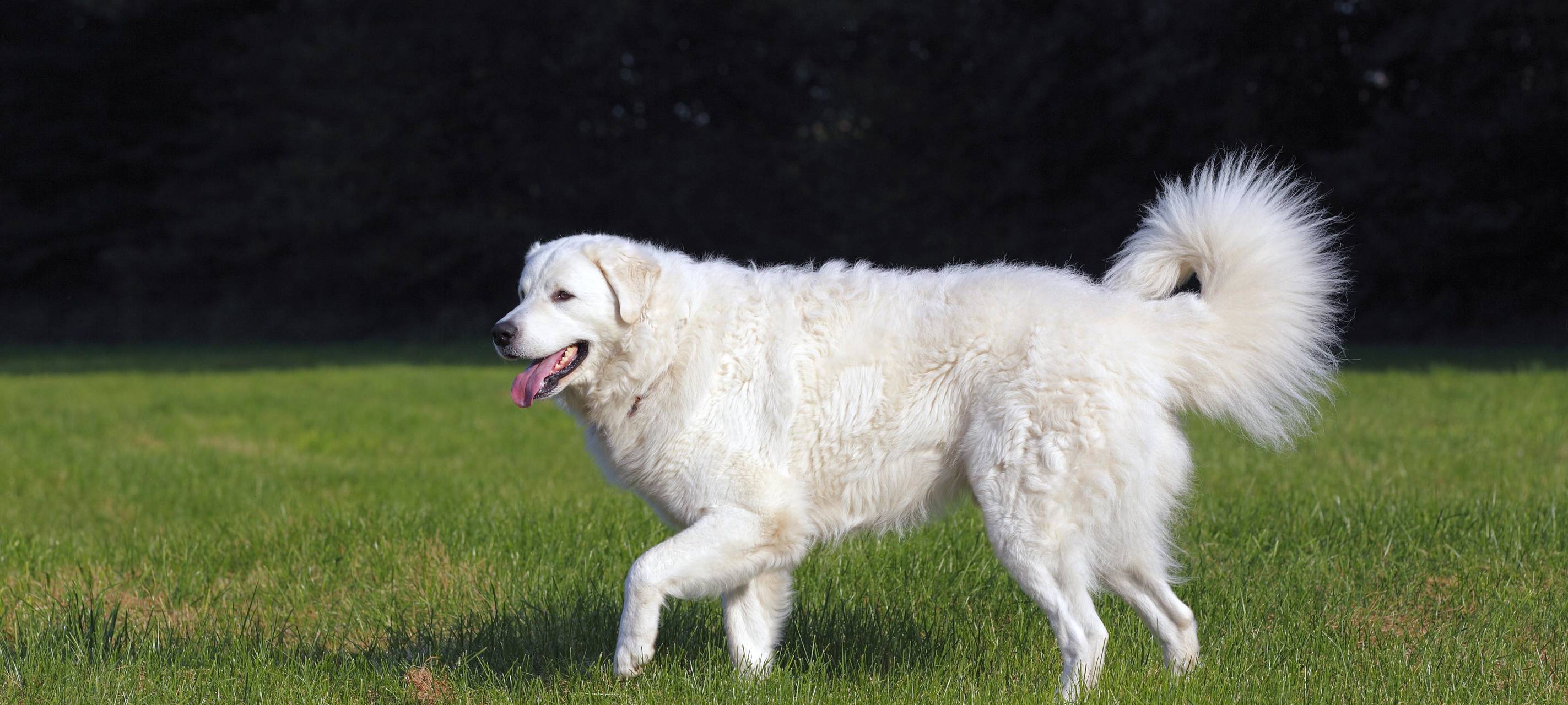 Hund Kuvasz