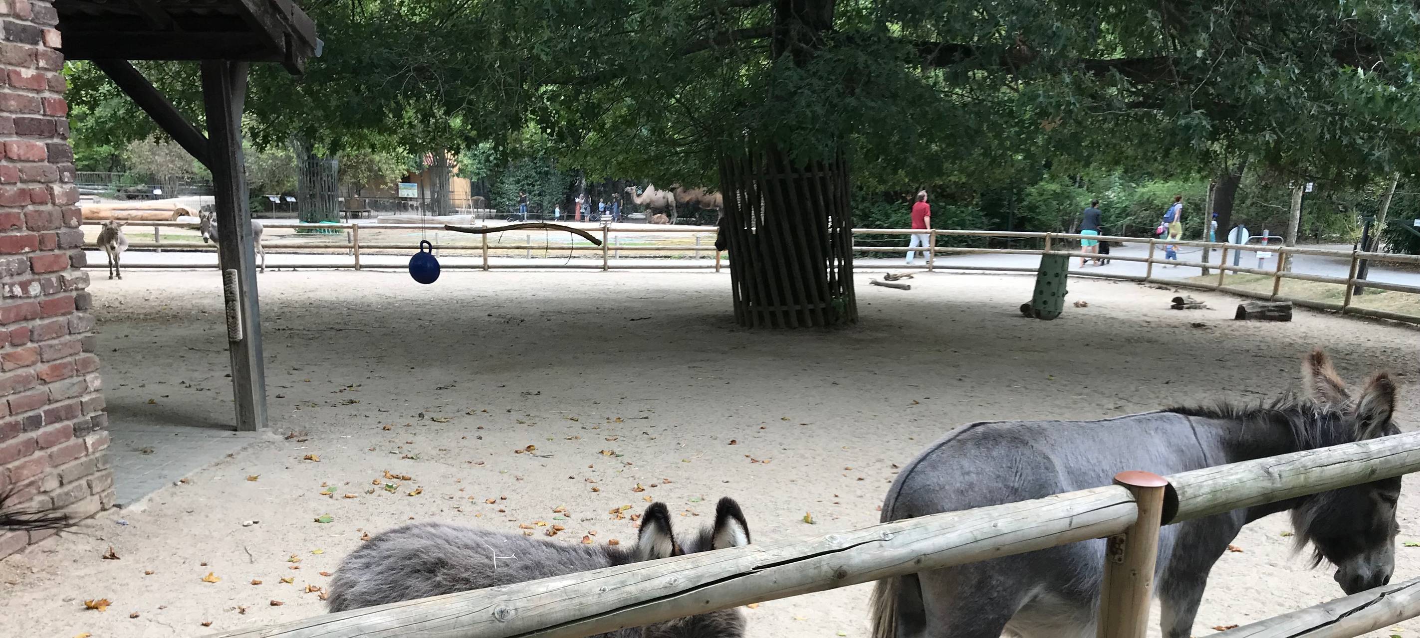 Unsere Sommerreporterin im Zoo