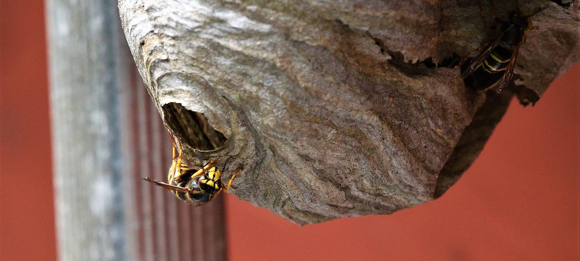 Polizei warnt vor betrügerischen Kammerjägern