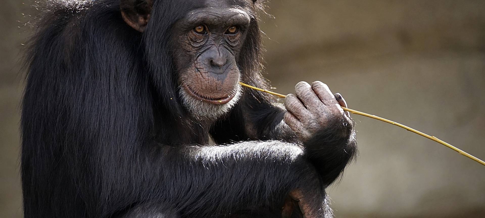 Noch fehlt Geld für Bau des Schimpansen-Walds