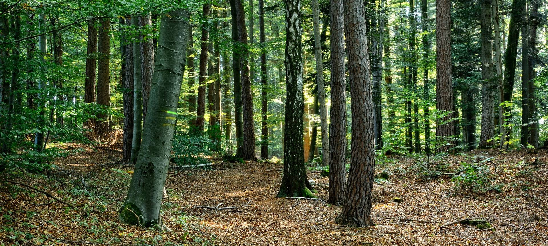 Anwohner wollen Hülser Bruch schützen