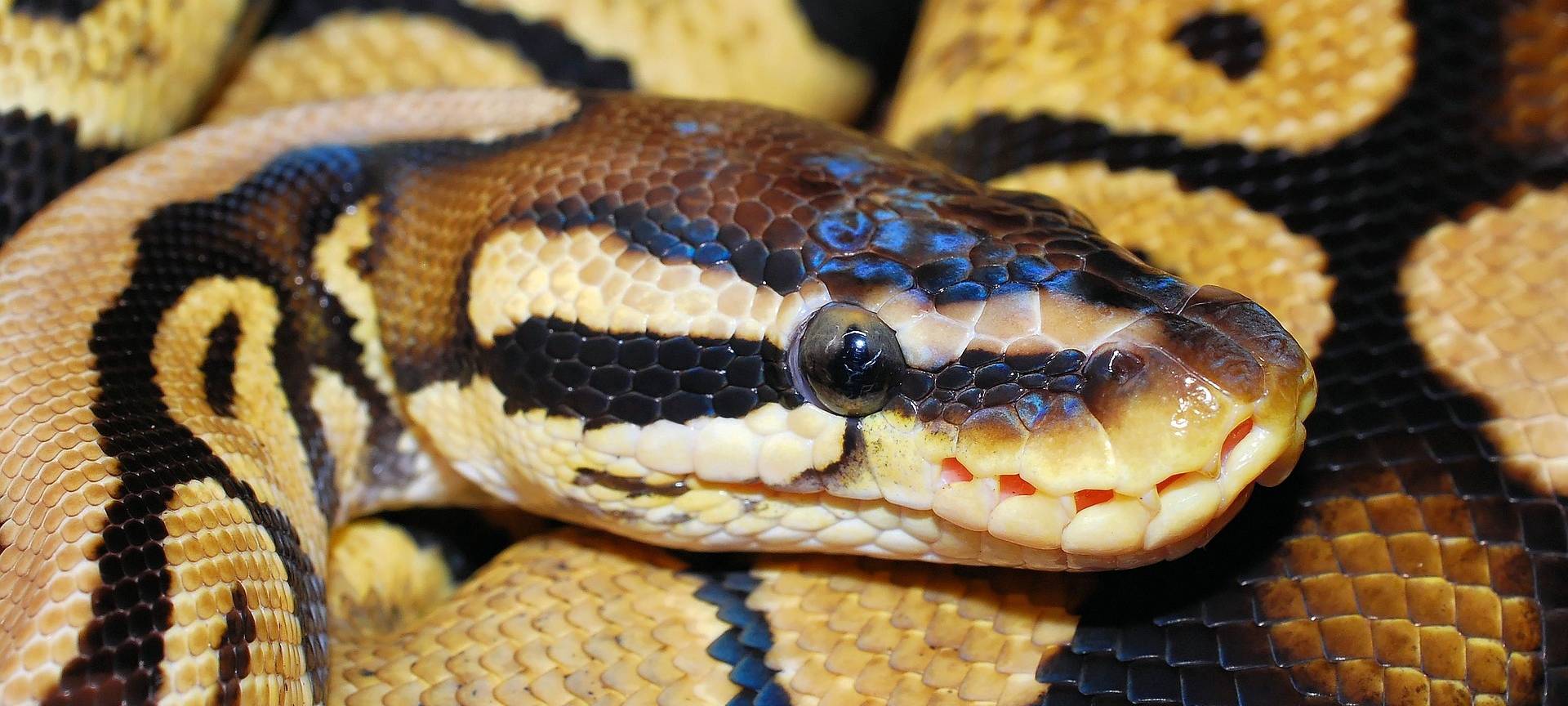 Kreis sucht Besitzer einer Königsphyton