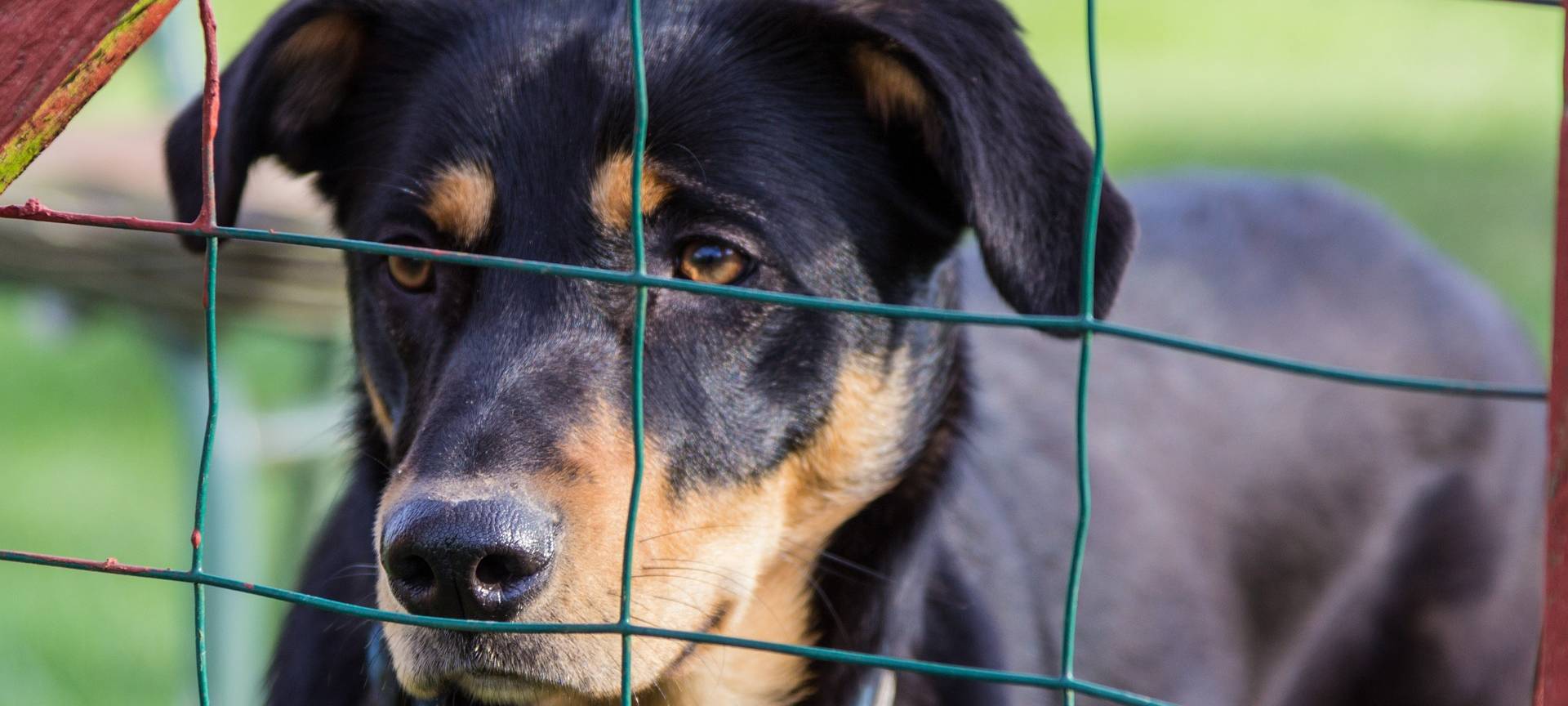 Tierschutz in Krefeld: Kritik an Kürzungen im NRW-Haushalt