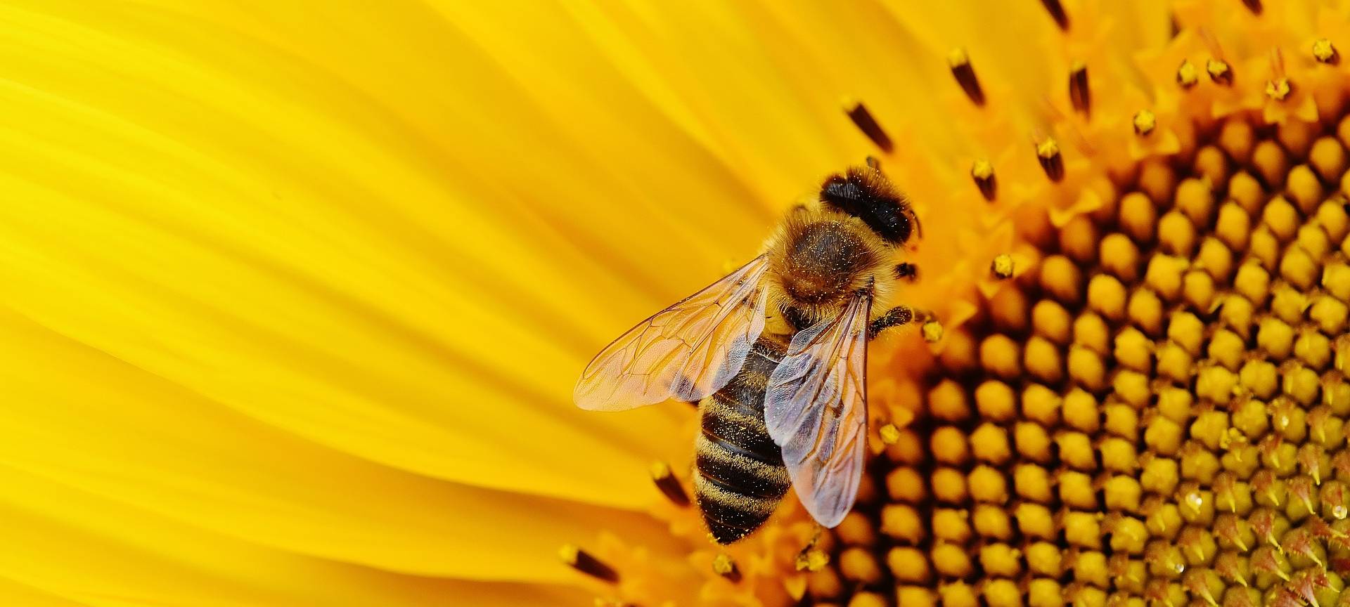 Das Bienen-Einmaleins