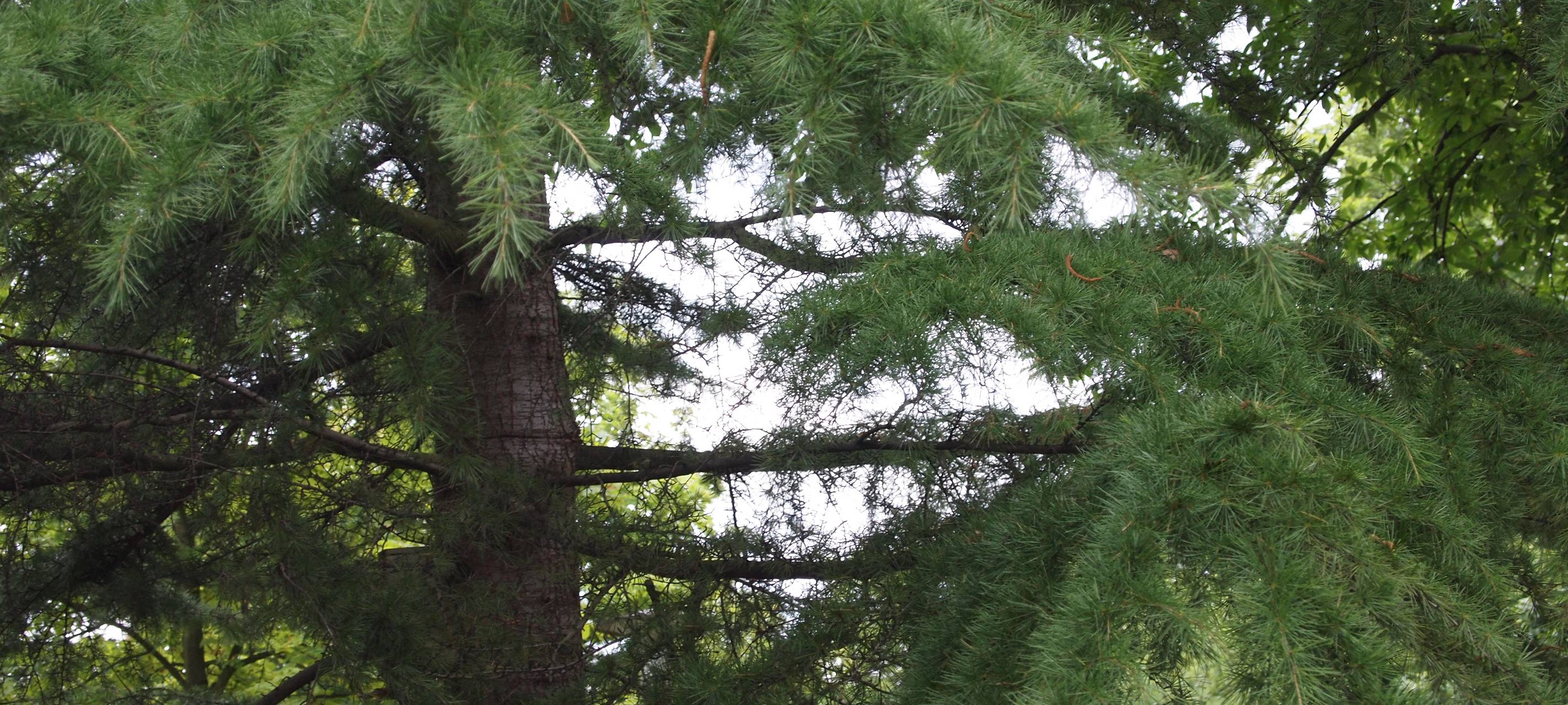 Kreis Viersen: Gemeinden beteiligen sich an "NRW pflanzt"