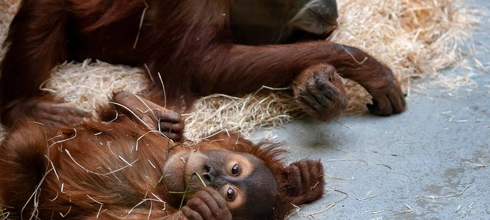 Benefizturnier für Krefelder Zoo