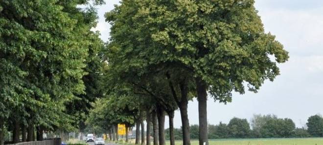 Kritik an Baumfällung