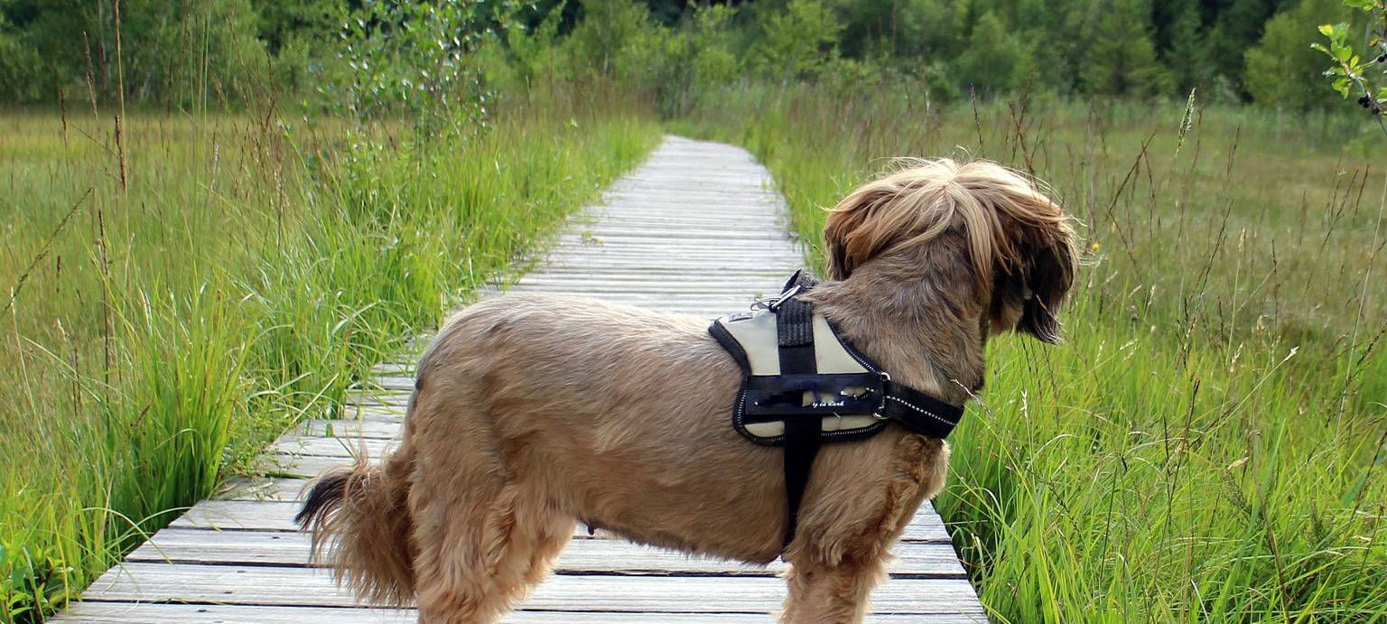 Verwahrloste Hündin in Krefeld entdeckt