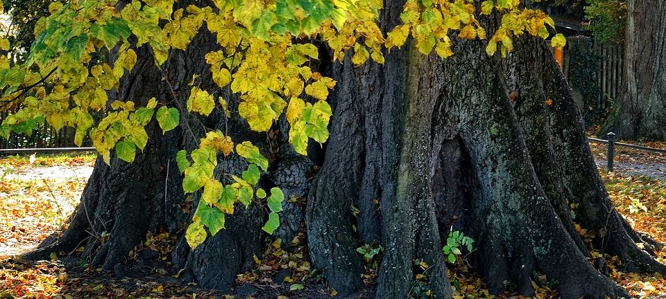 Viersen fällt zwei Linden wegen Radweg-Schäden