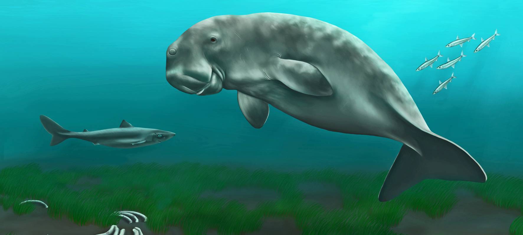 Uralte Seekuh-Knochen entdeckt