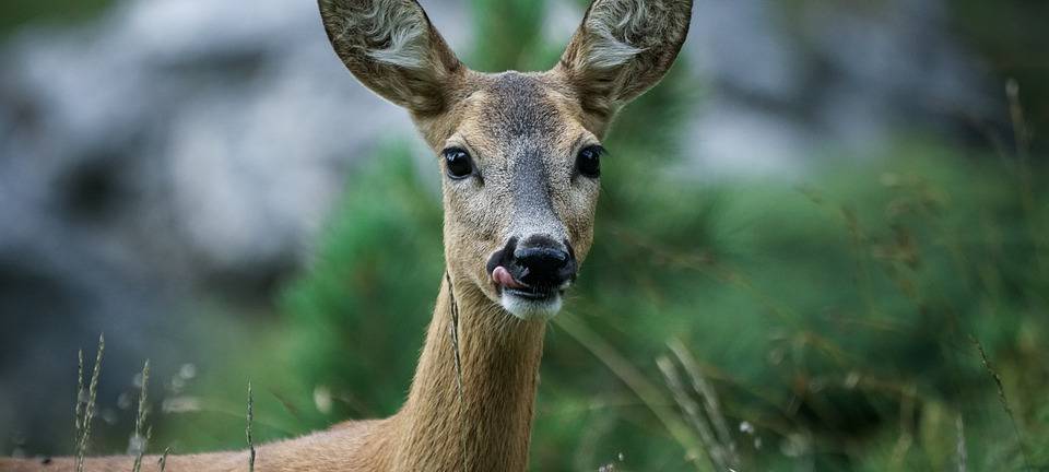 Wildwechsel verursacht Unfall in Brüggen