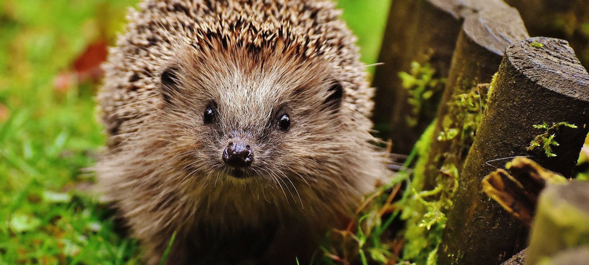 Wieder angezündeten Igel entdeckt