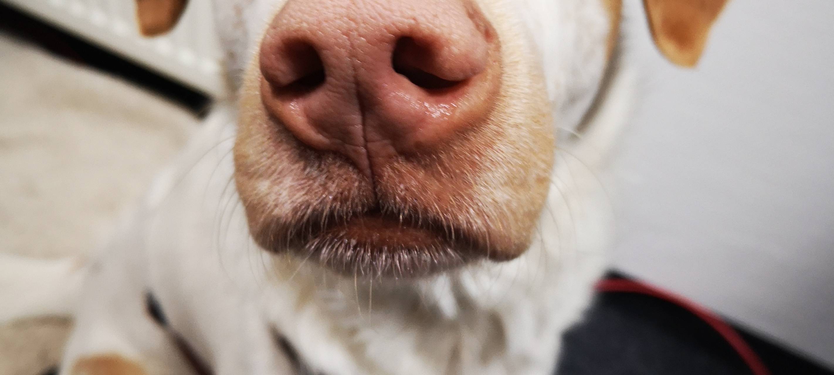 Hund im Büro - was Ihr beachten müsst.