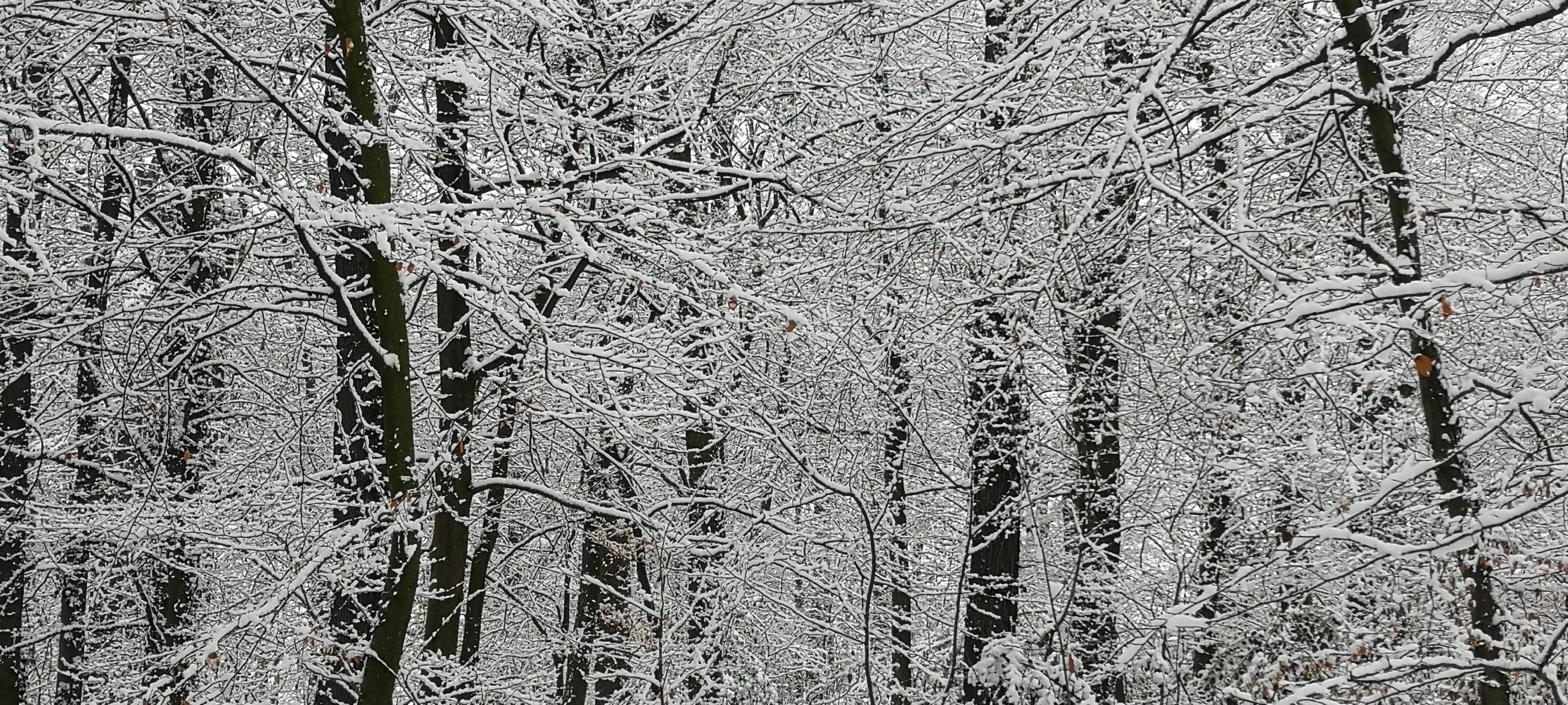 Achtung: Schneebruch!
