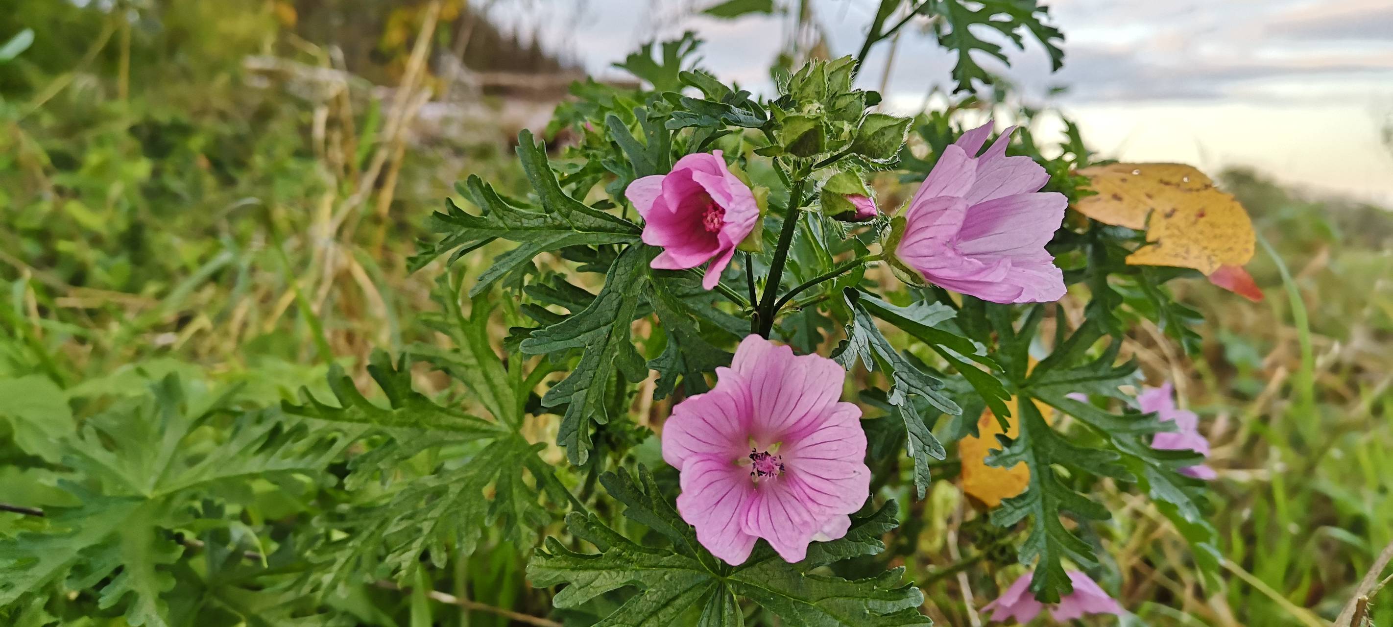 Tönisvorst: Zuschüsse bei Klimafreundlichkeit