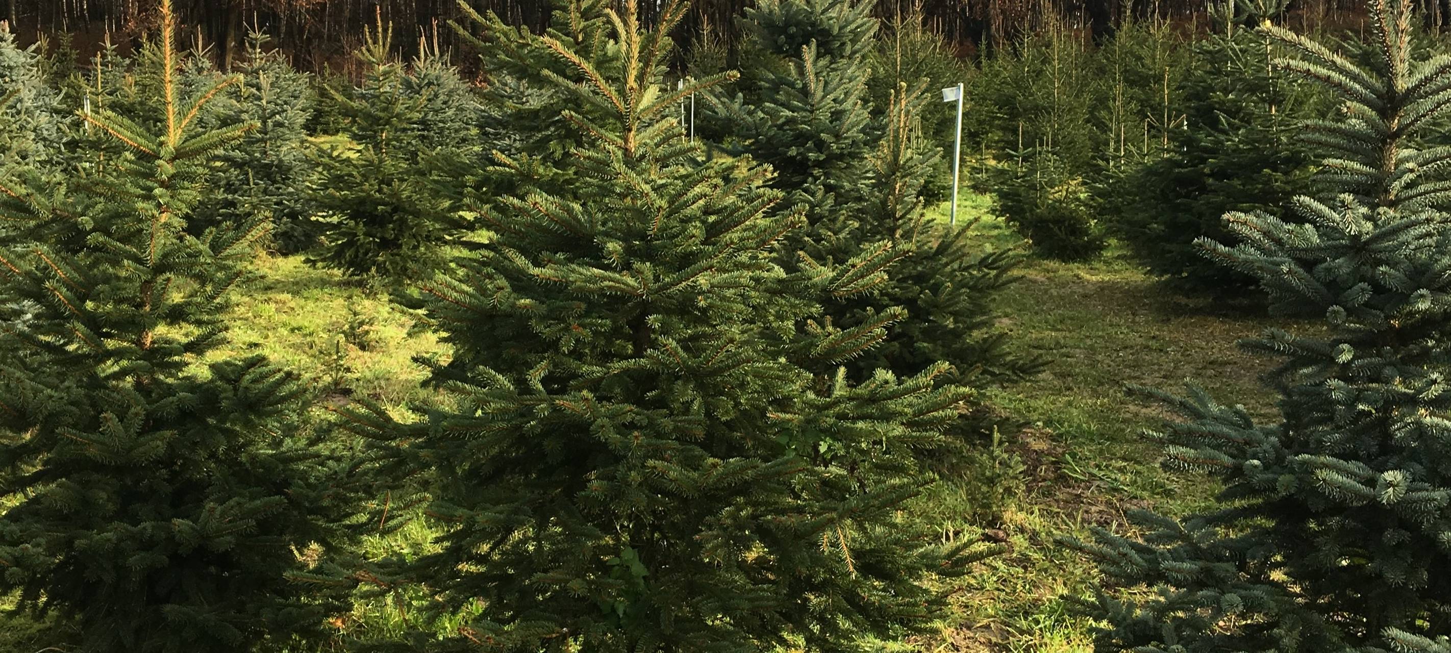 Der nachhaltige Weihnachtsbaum