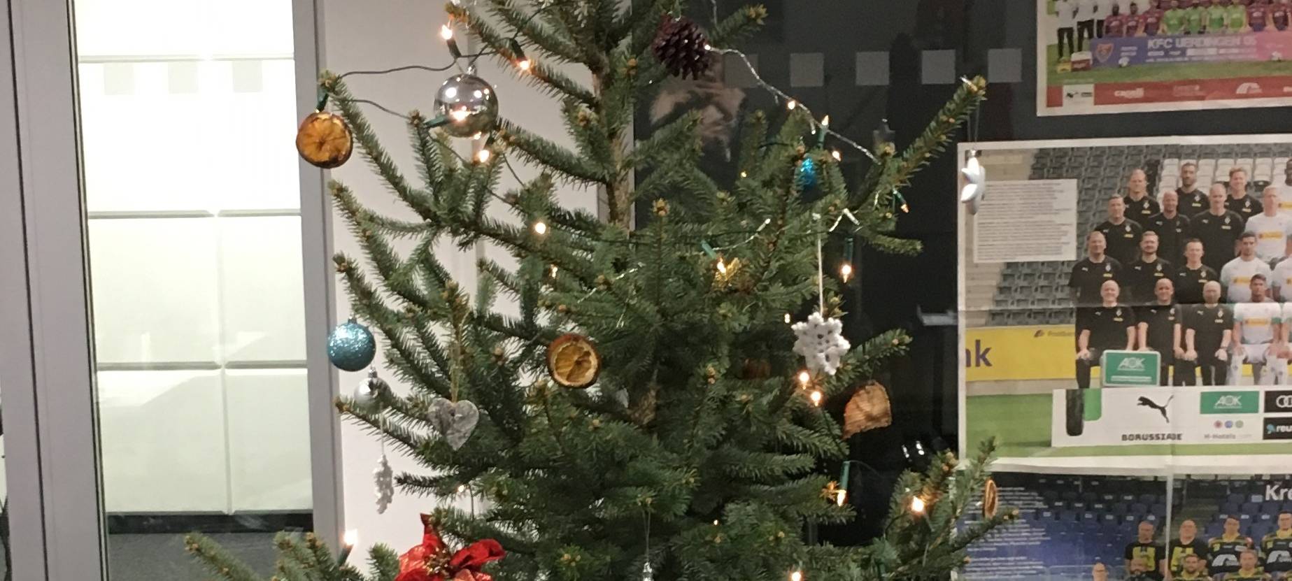 Der nachhaltige Weihnachtsbaum