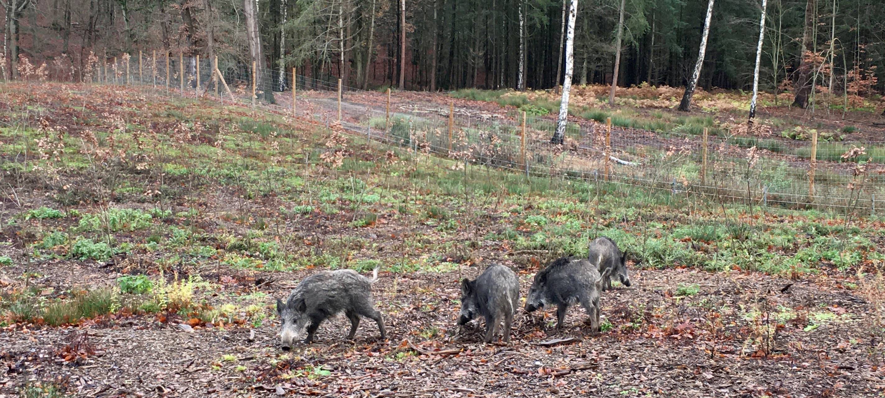 Schwerverletzter nach Wildunfall