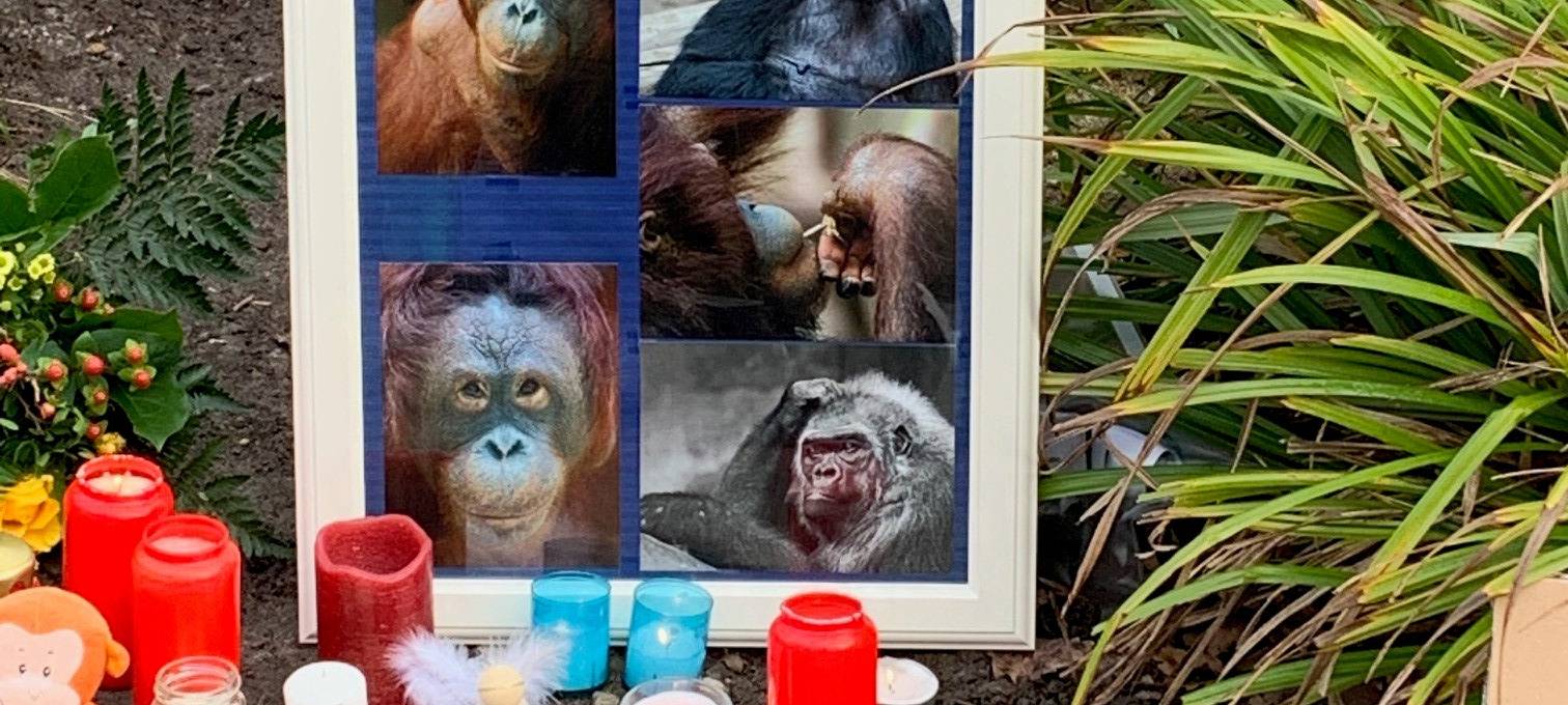 Polizist erschoss verletzten Gorilla