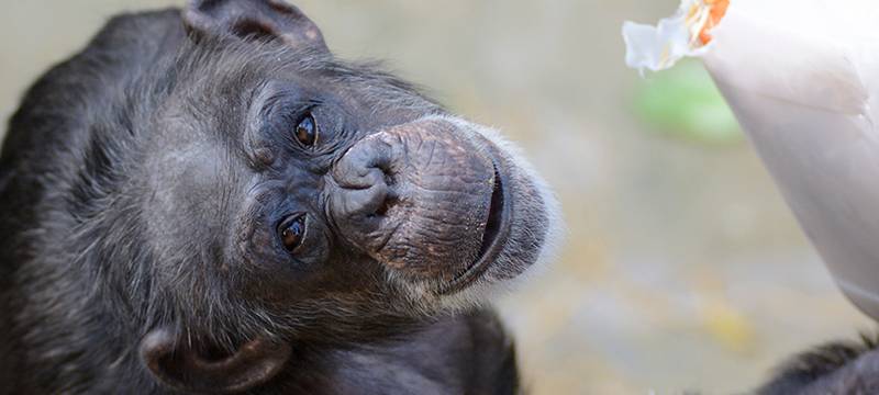 Krefelder Zoo bildet gut aus