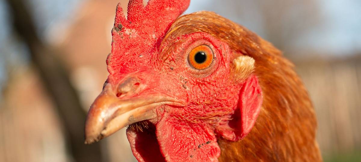 Geflügelpest in Kempen: Schutzzone aktiv