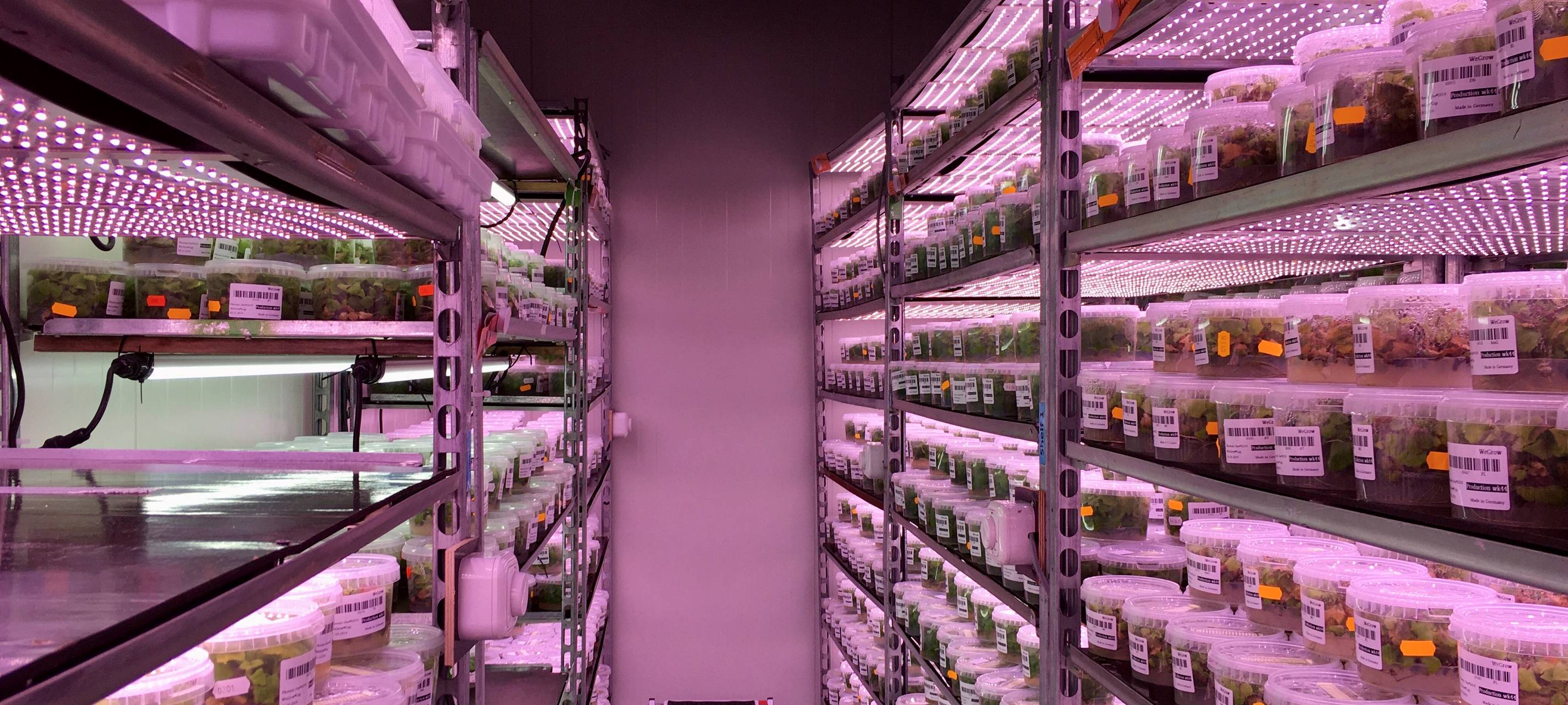 Der schnellst wachsende Baum der Welt aus Tönisvorst