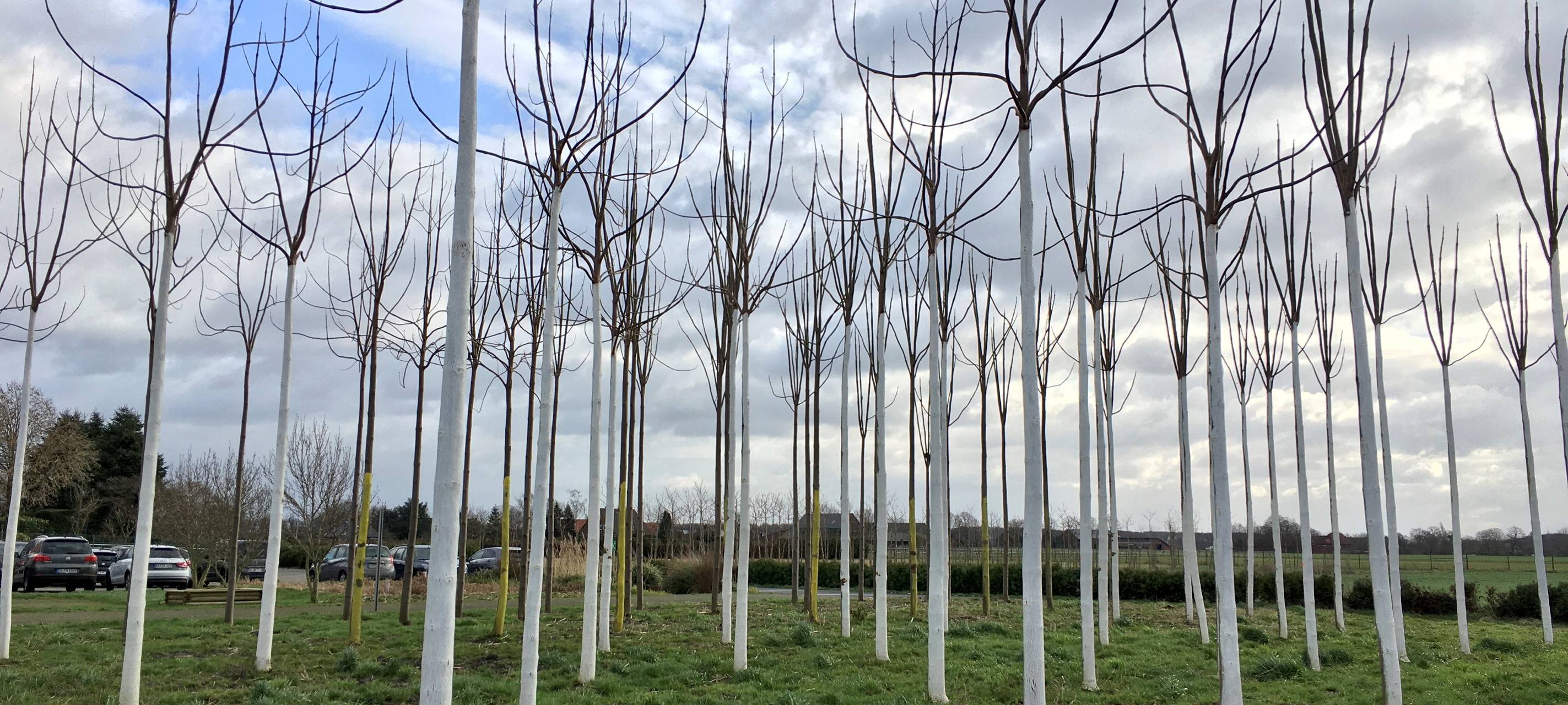 Der schnellst wachsende Baum der Welt aus Tönisvorst