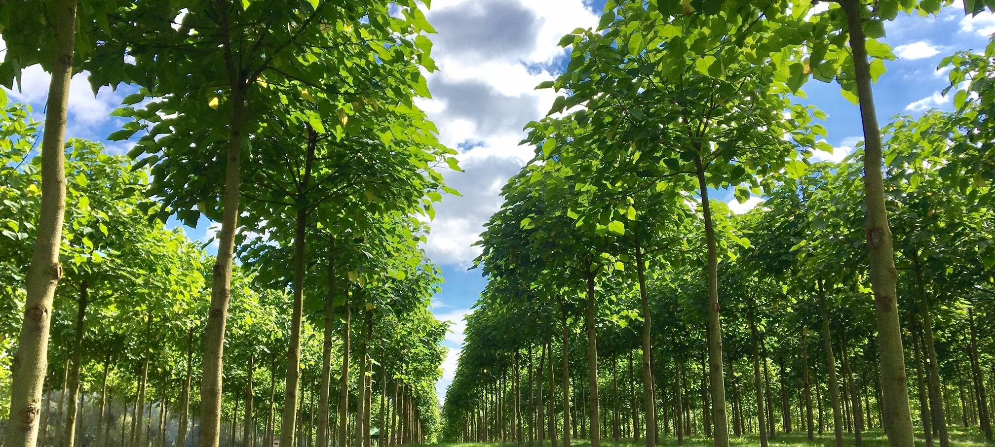 Apfelstadtgutschein für Tönisvorst