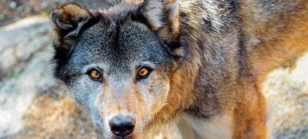 Schaf in Krefeld vermutlich gerissen