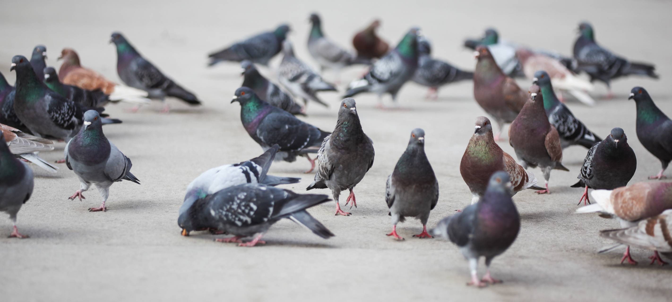 CDU Krefeld fordert Maßnahmen in Unterführung