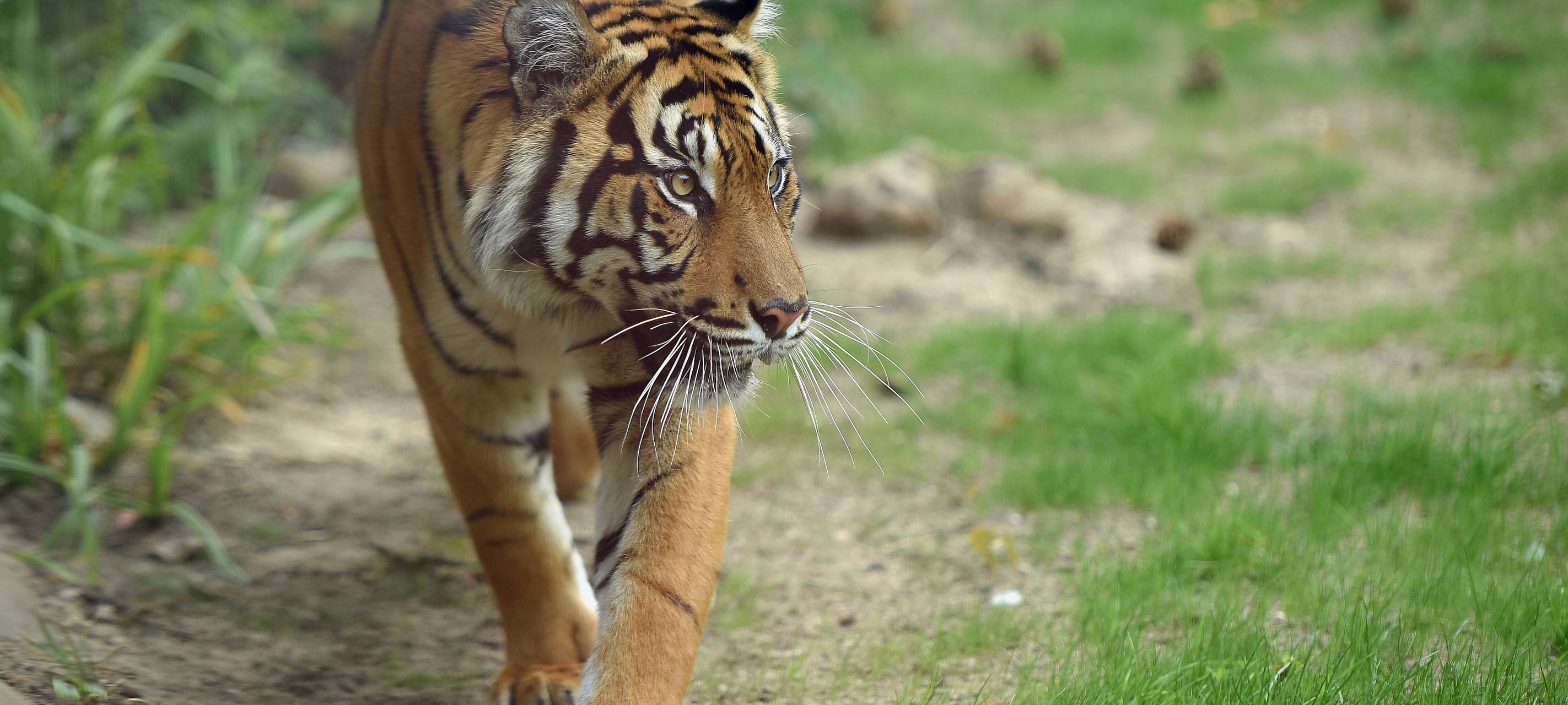 Herbstferienbilanz: Voller Krefelder Zoo, leere Hallenbäder