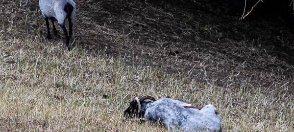 Weidetierhalter sind enttäuscht