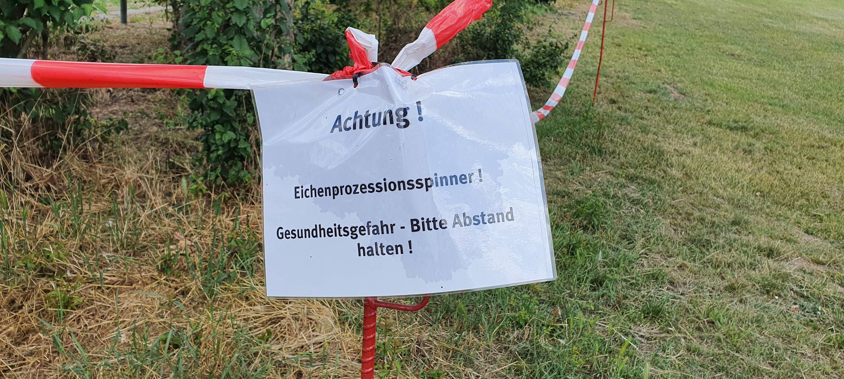 Eichenprozessionsspinner machen sich breit