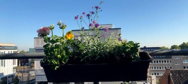 Buntes Leben für den Welle-Niederrhein-Balkon