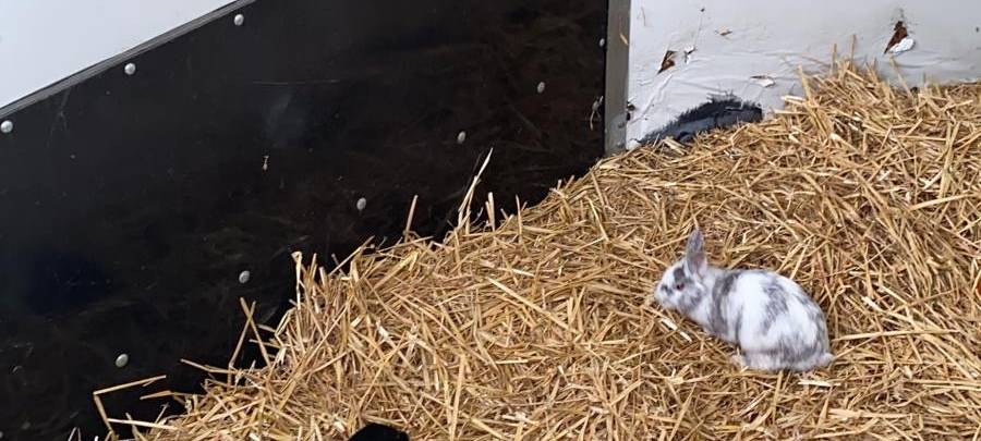 Krefeld: Seltener Fall von Hasenpest