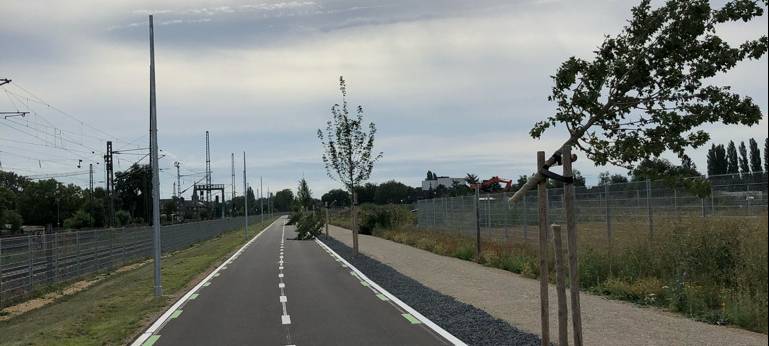 Bäume an neuer Rad-Promenade beschädigt