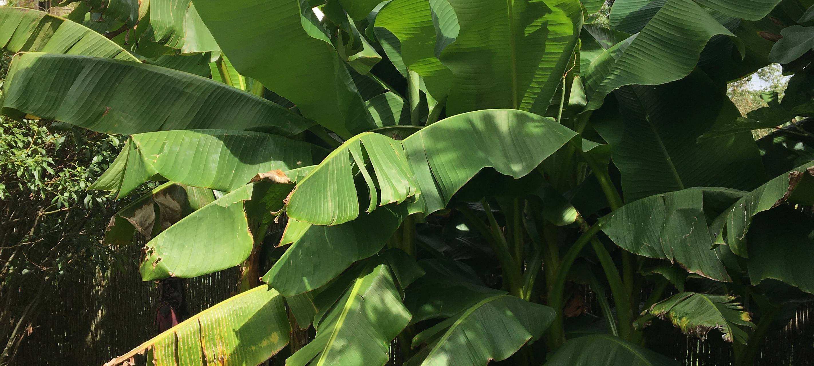 Der schönste Garten am Niederrhein