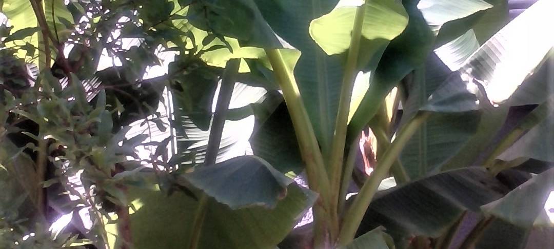 Der schönste Garten am Niederrhein