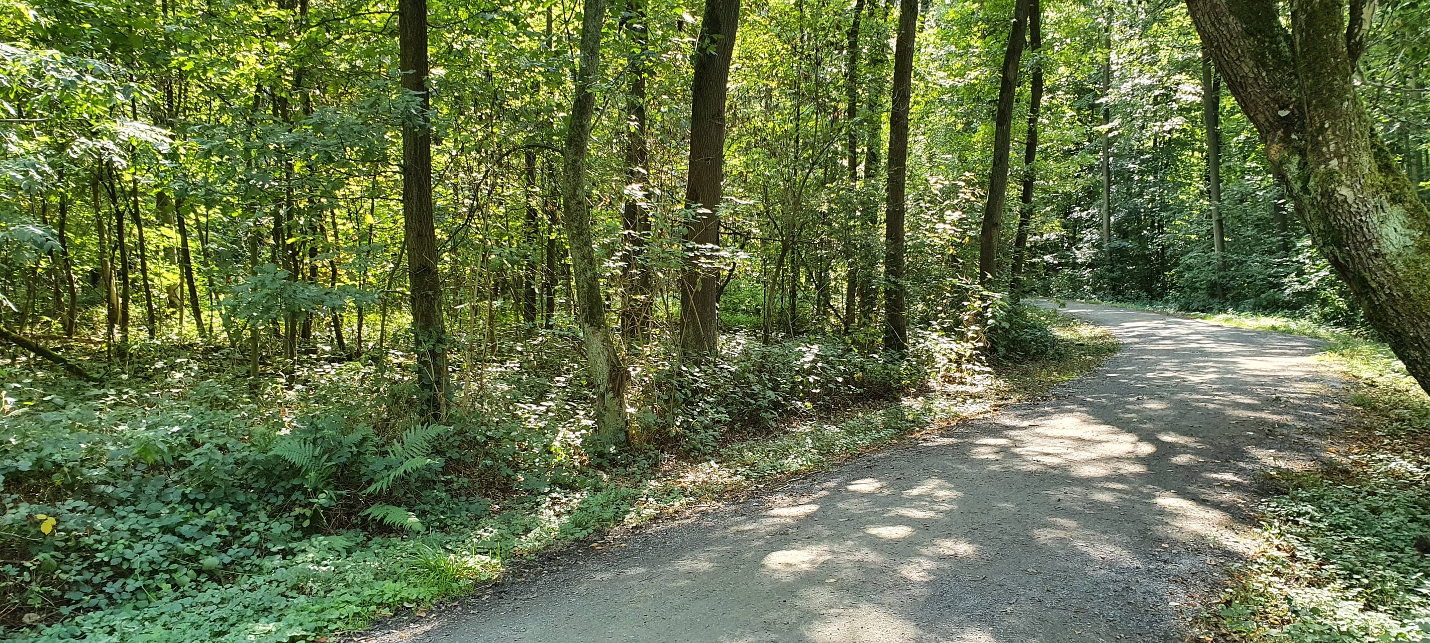 Waldwege wieder begehbar