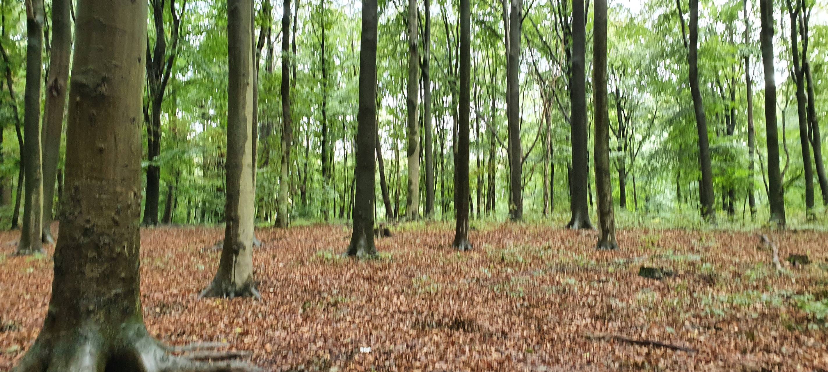 Bürgerwald für Süchteln